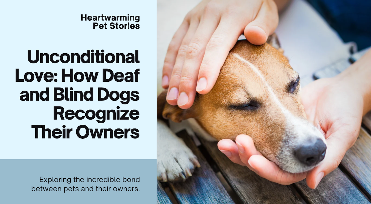 How Do Deaf and Blind Dogs Recognize Their Owners? A Guide to Their Extraordinary World